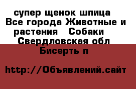 супер щенок шпица - Все города Животные и растения » Собаки   . Свердловская обл.,Бисерть п.